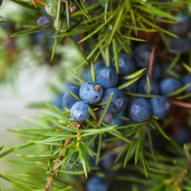 Juniper - Juniperus Communis