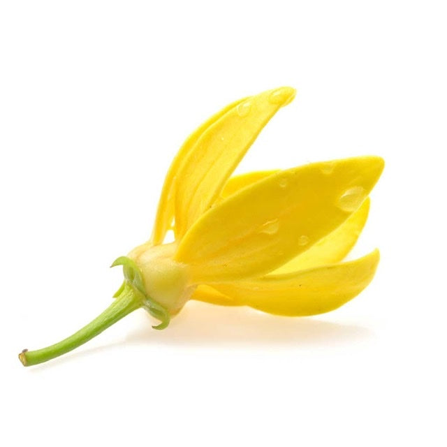 Ylang Ylang – Cananga Odorata