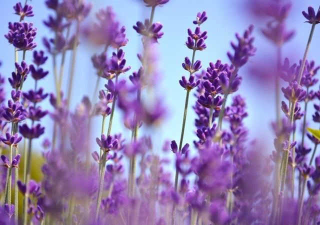 Lavender - Lavandula Angustifolias